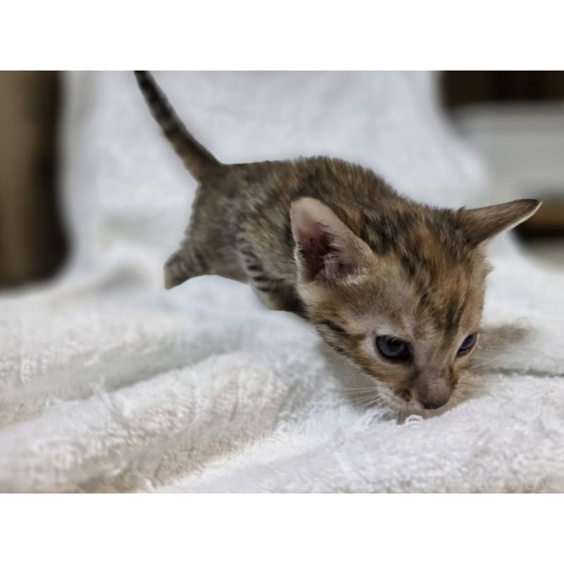 販売中の神奈川県のベンガル-133401の19枚目