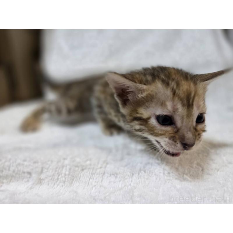 販売中の神奈川県のベンガル-133401の18枚目