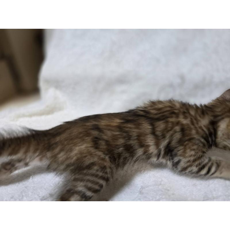 販売中の神奈川県のベンガル-133401の17枚目