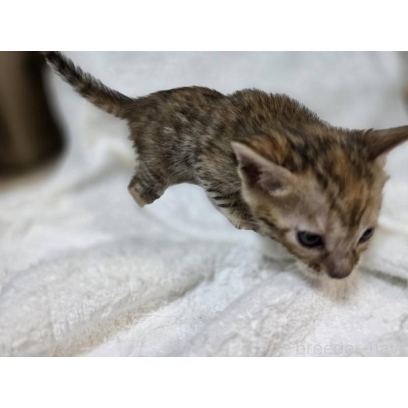 販売中の神奈川県のベンガル-133401の16枚目