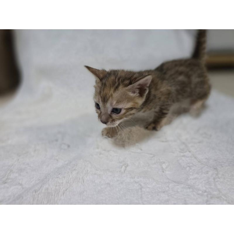 販売中の神奈川県のベンガル-133401の15枚目