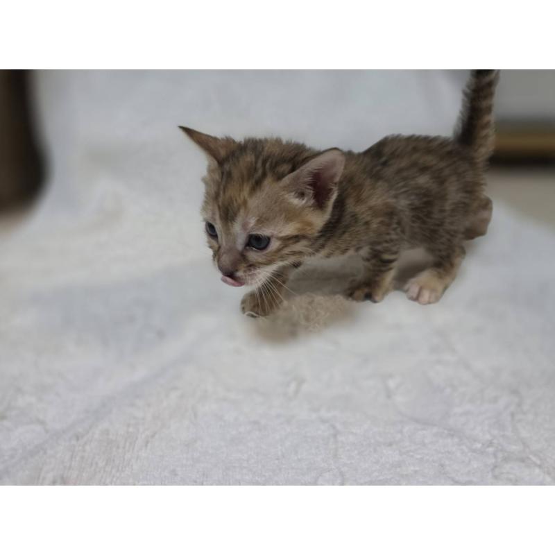 販売中の神奈川県のベンガル-133401の14枚目