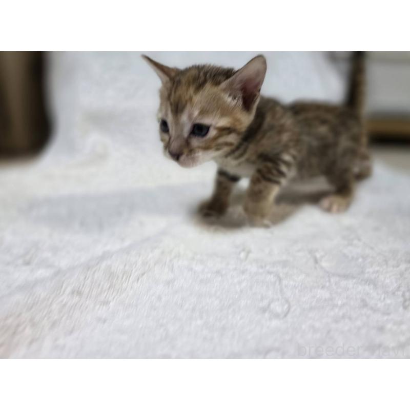 販売中の神奈川県のベンガル-133401の13枚目