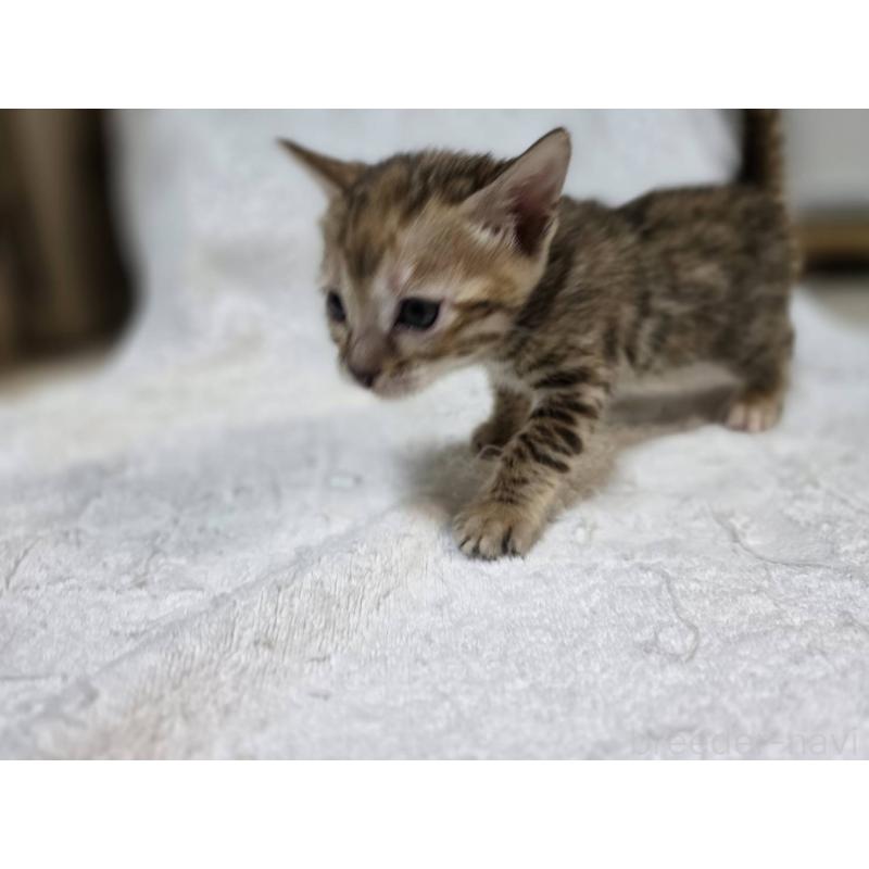 販売中の神奈川県のベンガル-133401の12枚目