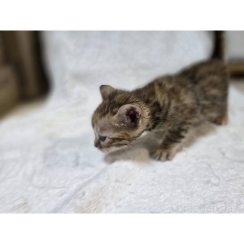 販売中の神奈川県のベンガル-133401の11枚目