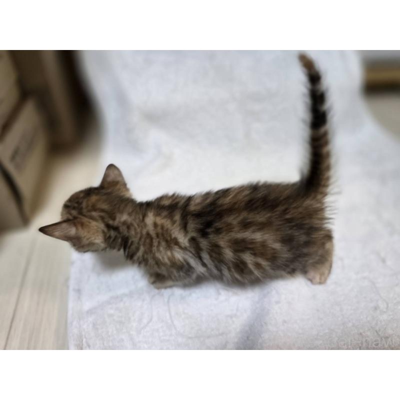 販売中の神奈川県のベンガル-133401の10枚目