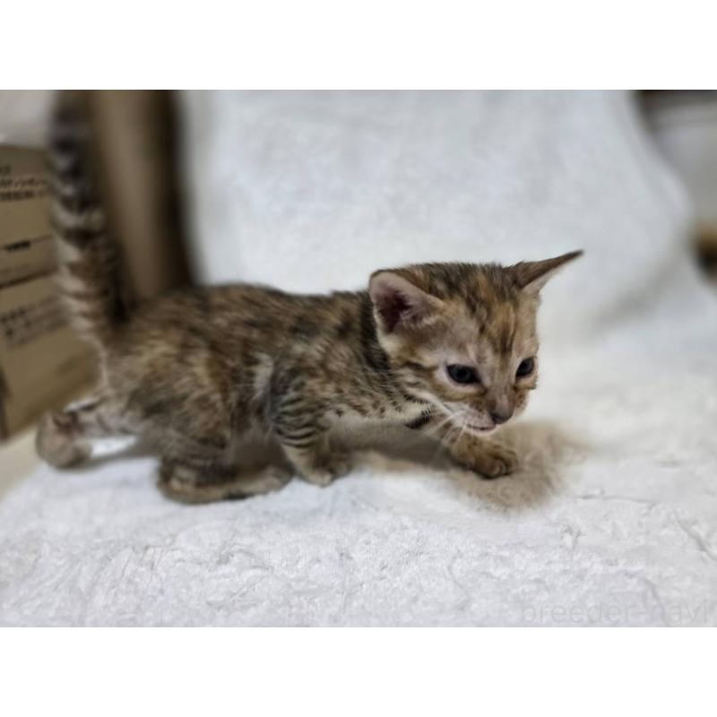 販売中の神奈川県のベンガル-133401の9枚目