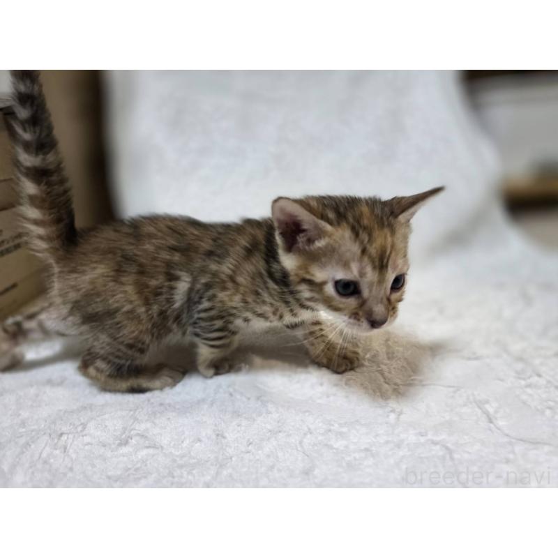 販売中の神奈川県のベンガル-133401の8枚目