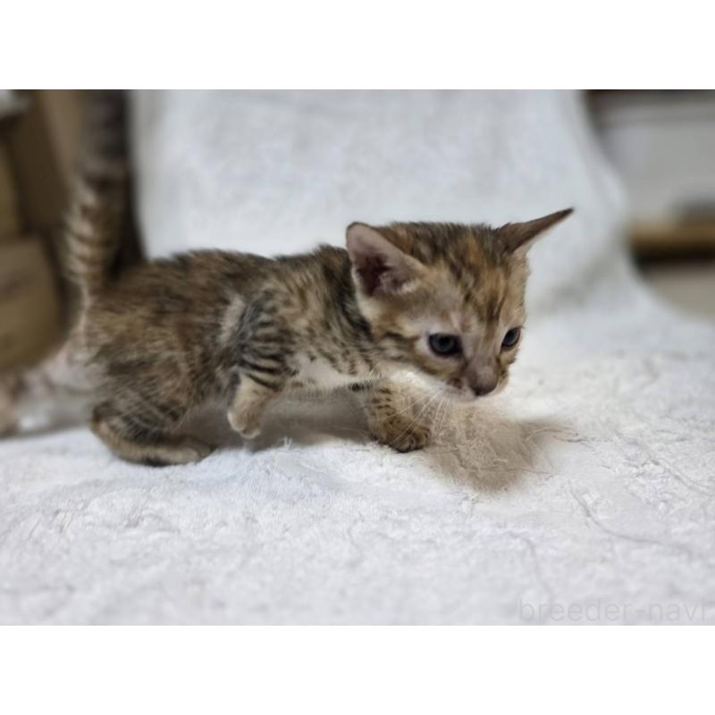 販売中の神奈川県のベンガル-133401の7枚目