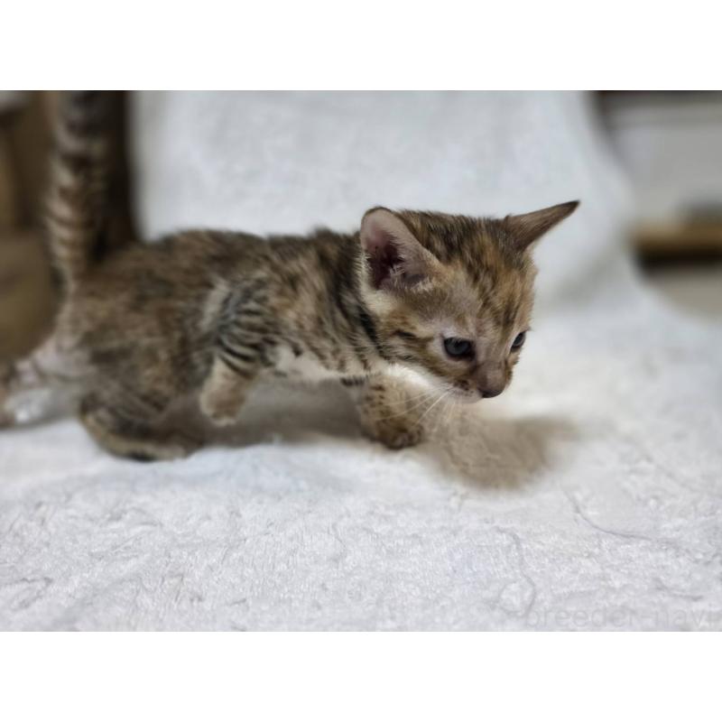 販売中の神奈川県のベンガル-133401の6枚目