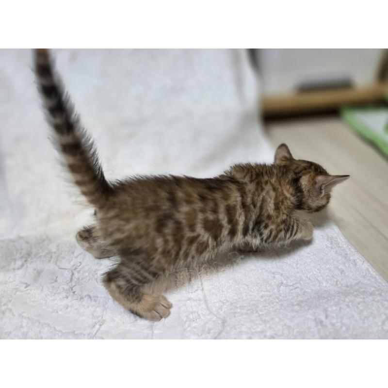 販売中の神奈川県のベンガル-133401の5枚目