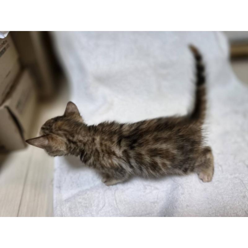 販売中の神奈川県のベンガル-133401の4枚目