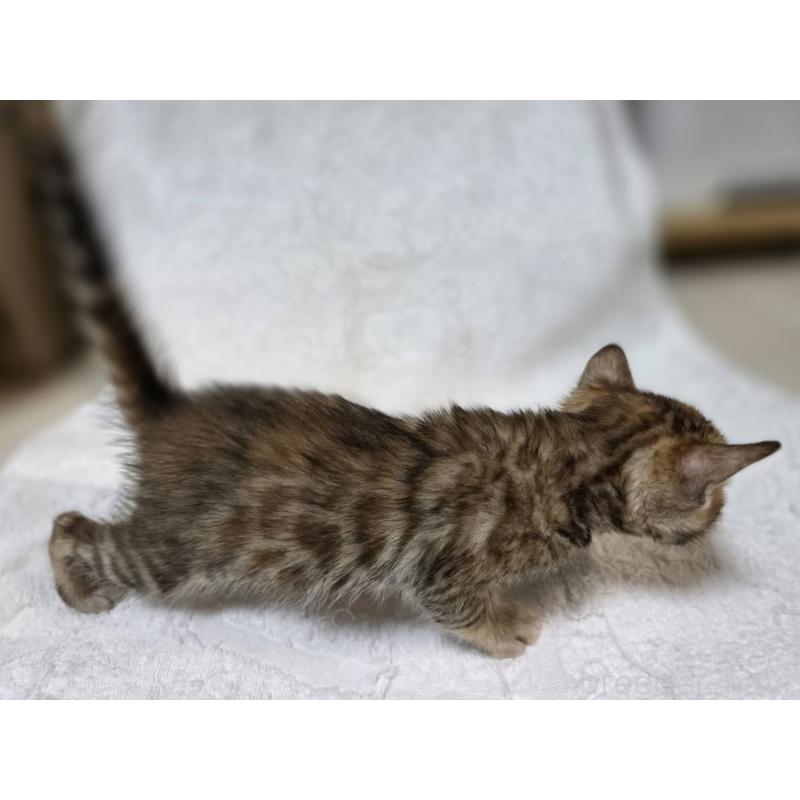 販売中の神奈川県のベンガル-133401の3枚目