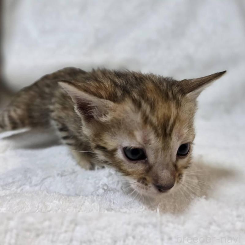 販売中の神奈川県のベンガル-133401の2枚目