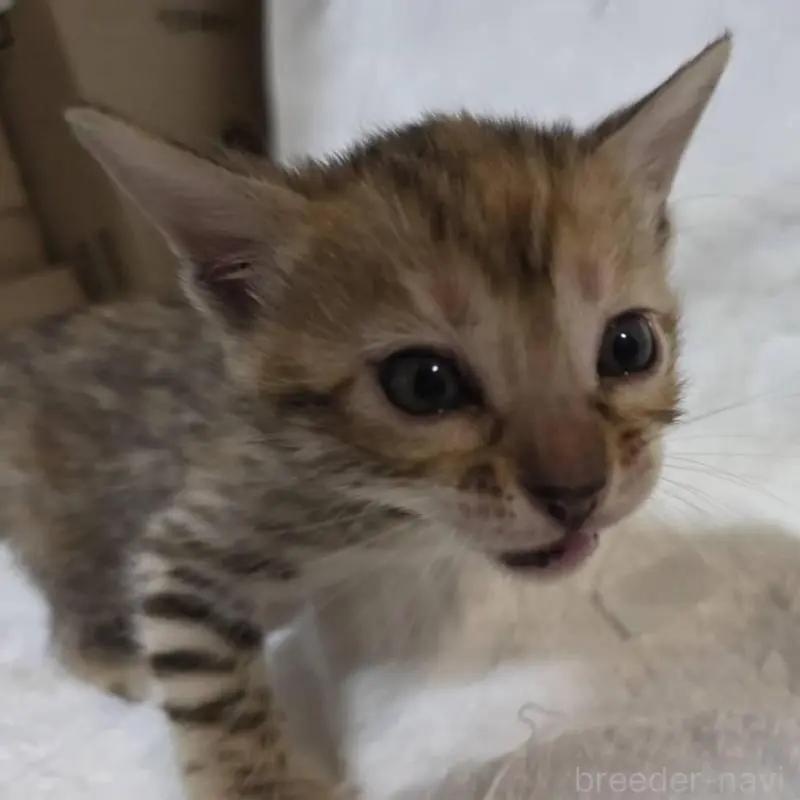 販売中の神奈川県のベンガル-133401