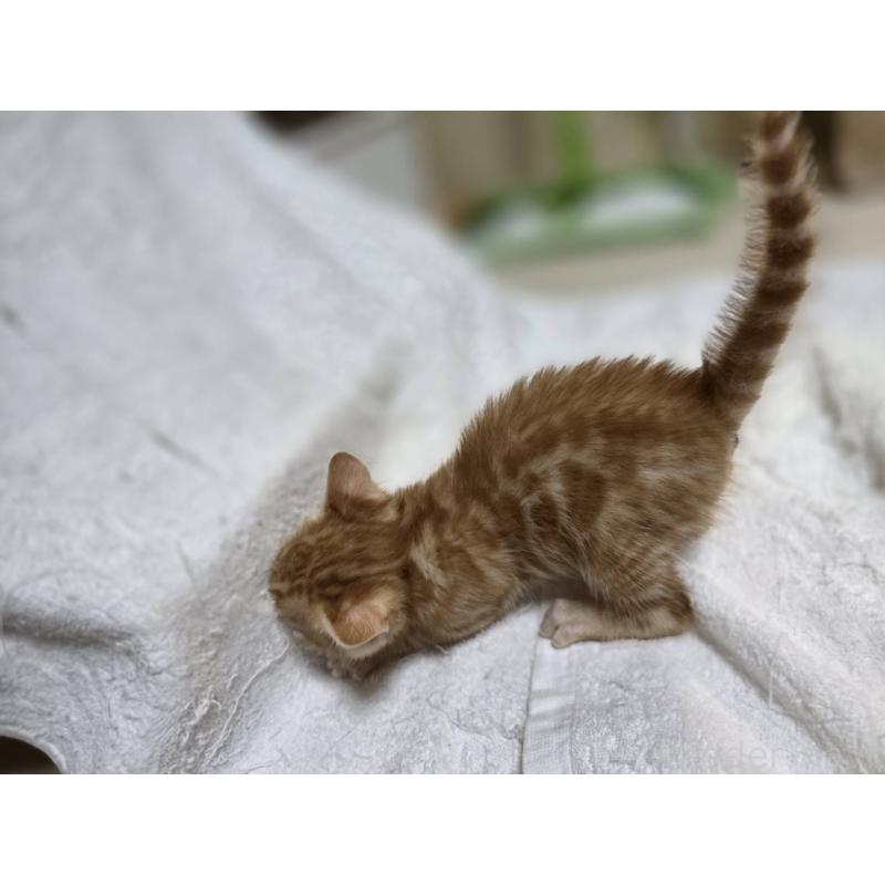 販売中の神奈川県のベンガル-133402の18枚目