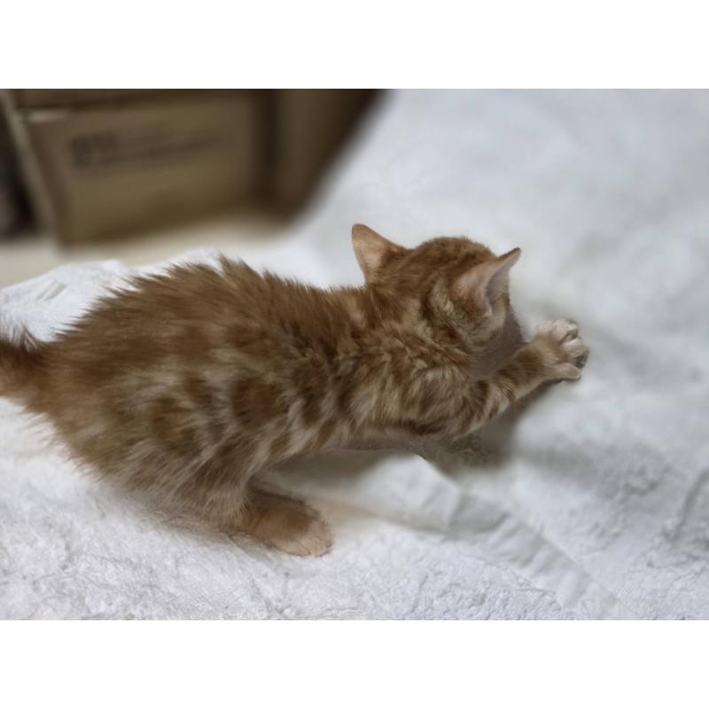 販売中の神奈川県のベンガル-133402の17枚目