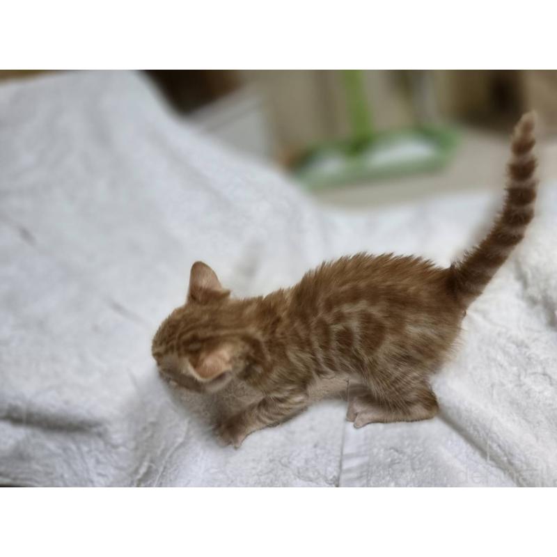 販売中の神奈川県のベンガル-133402の16枚目