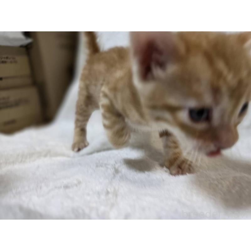 販売中の神奈川県のベンガル-133402の15枚目