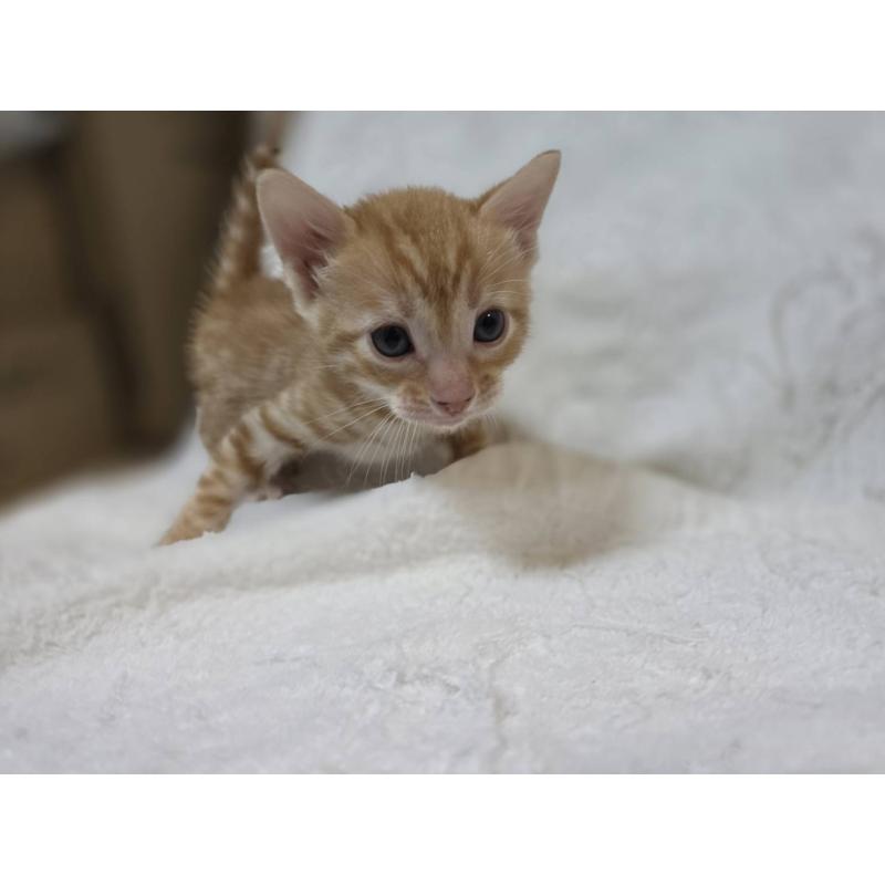 販売中の神奈川県のベンガル-133402の14枚目