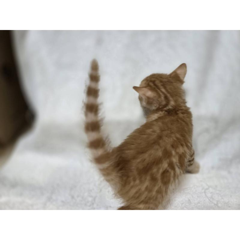 販売中の神奈川県のベンガル-133402の13枚目