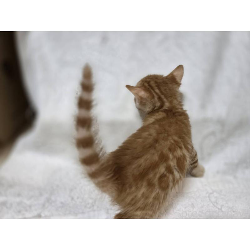 販売中の神奈川県のベンガル-133402の12枚目