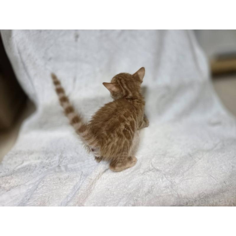 販売中の神奈川県のベンガル-133402の11枚目