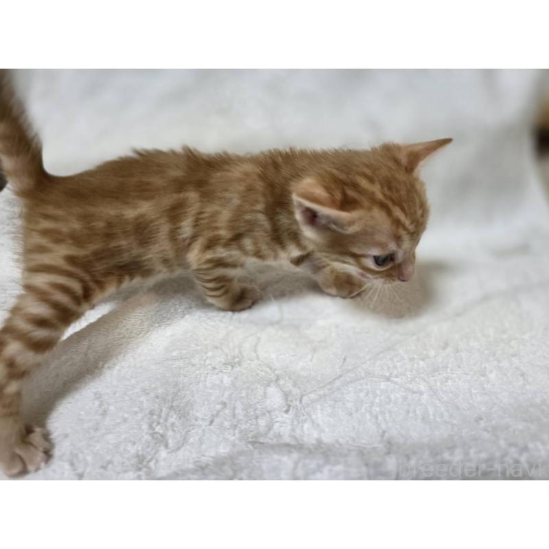 販売中の神奈川県のベンガル-133402の10枚目