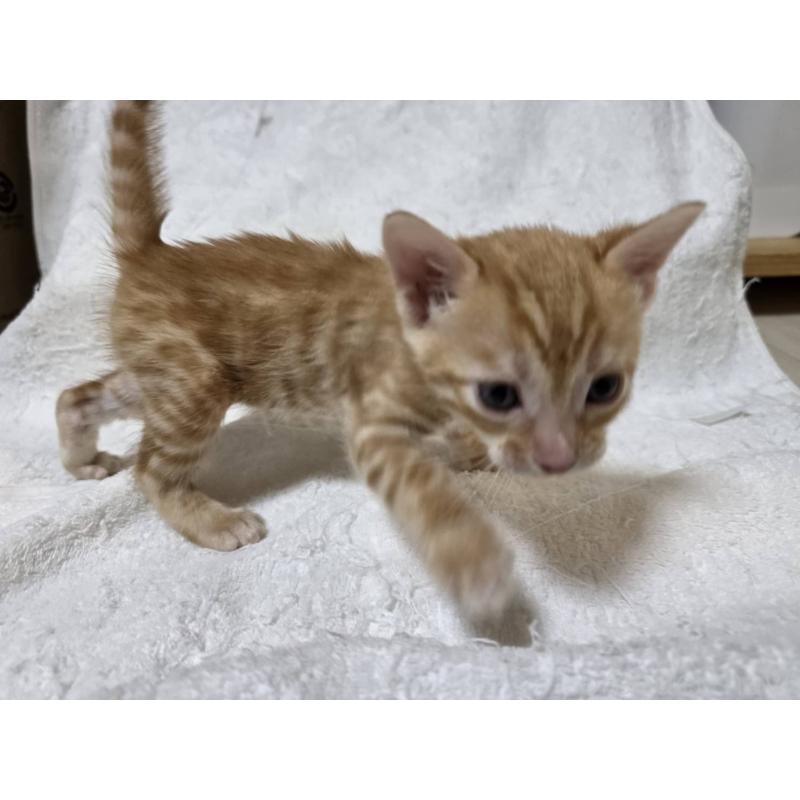 販売中の神奈川県のベンガル-133402の9枚目