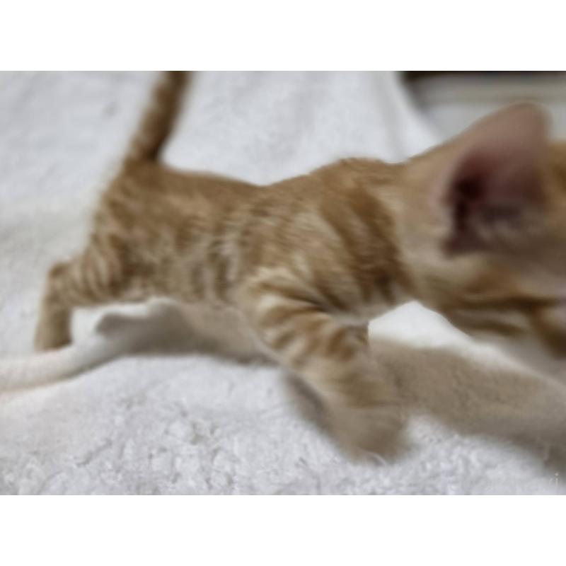 販売中の神奈川県のベンガル-133402の8枚目