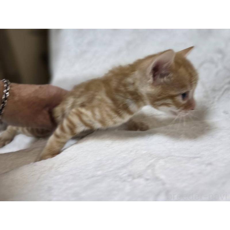 販売中の神奈川県のベンガル-133402の7枚目