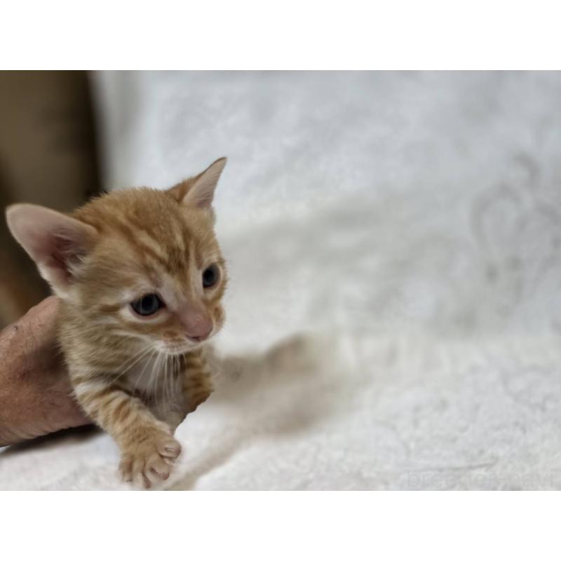 販売中の神奈川県のベンガル-133402の6枚目