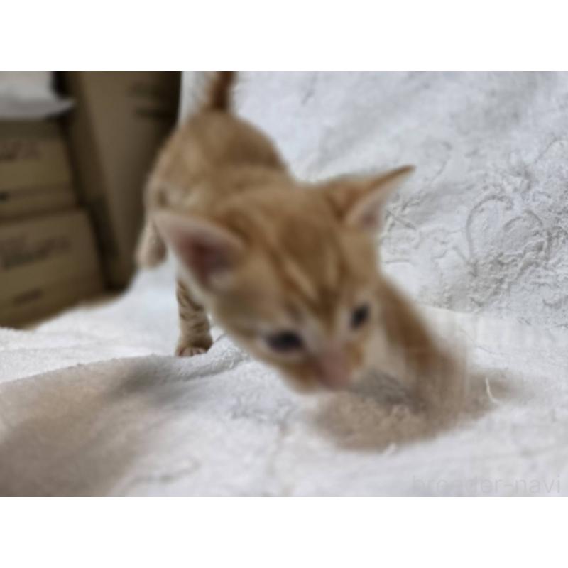 販売中の神奈川県のベンガル-133402の5枚目