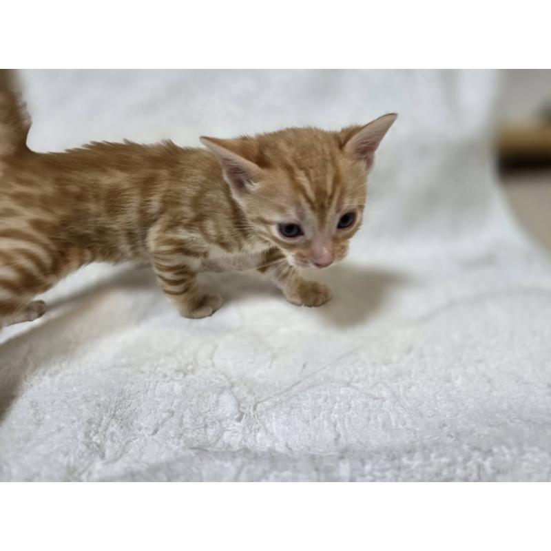 販売中の神奈川県のベンガル-133402の4枚目