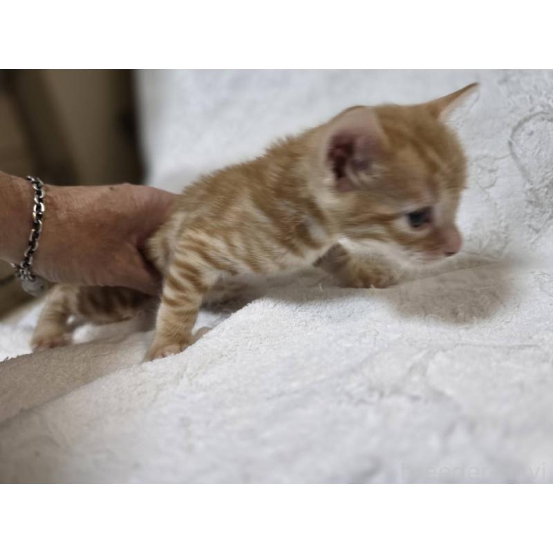 販売中の神奈川県のベンガル-133402の3枚目