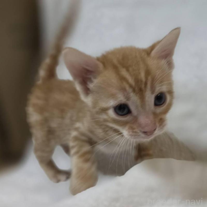 販売中の神奈川県のベンガル-133402の1枚目