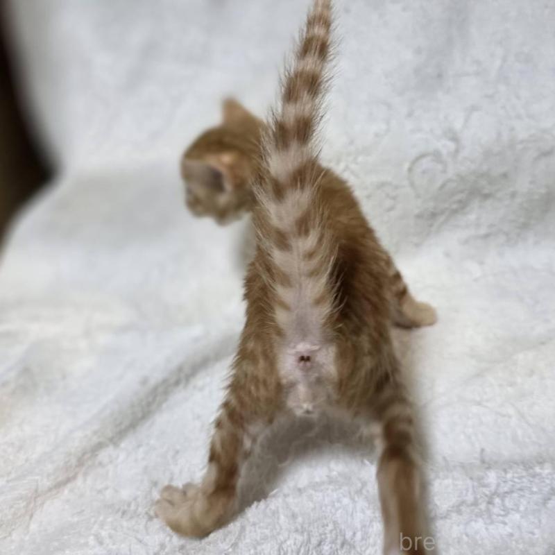 販売中の神奈川県のベンガル-133402の2枚目