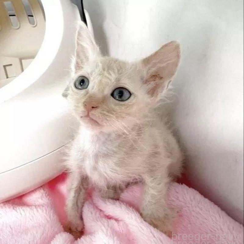 販売中の埼玉県のラパーマ-133403