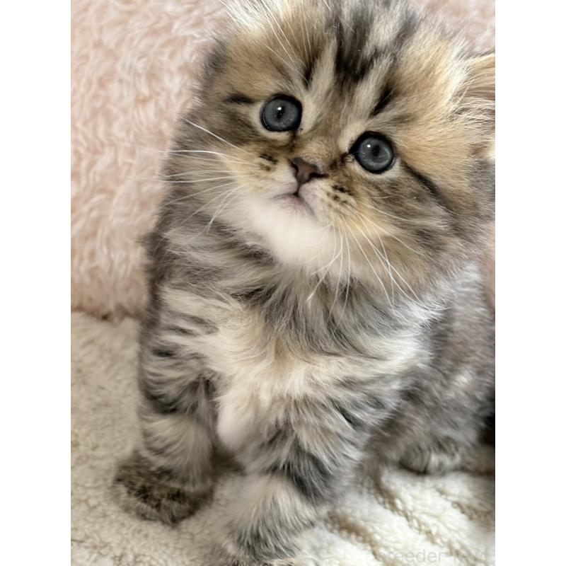 販売中の奈良県のミヌエット-133404の5枚目