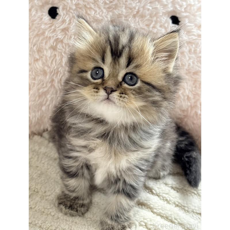 販売中の奈良県のミヌエット-133404の4枚目