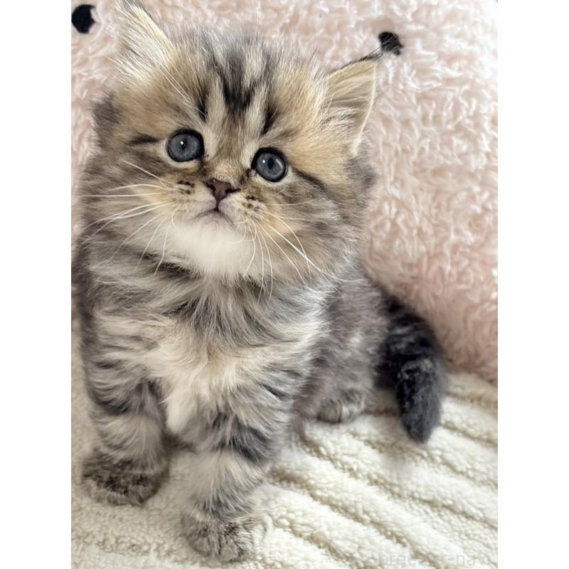 販売中の奈良県のミヌエット-133404の3枚目