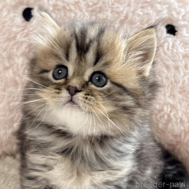 販売中の奈良県のミヌエット-133404の1枚目