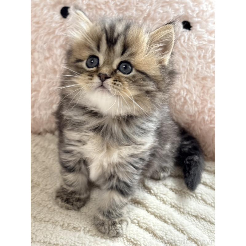 販売中の奈良県のミヌエット-133404の2枚目