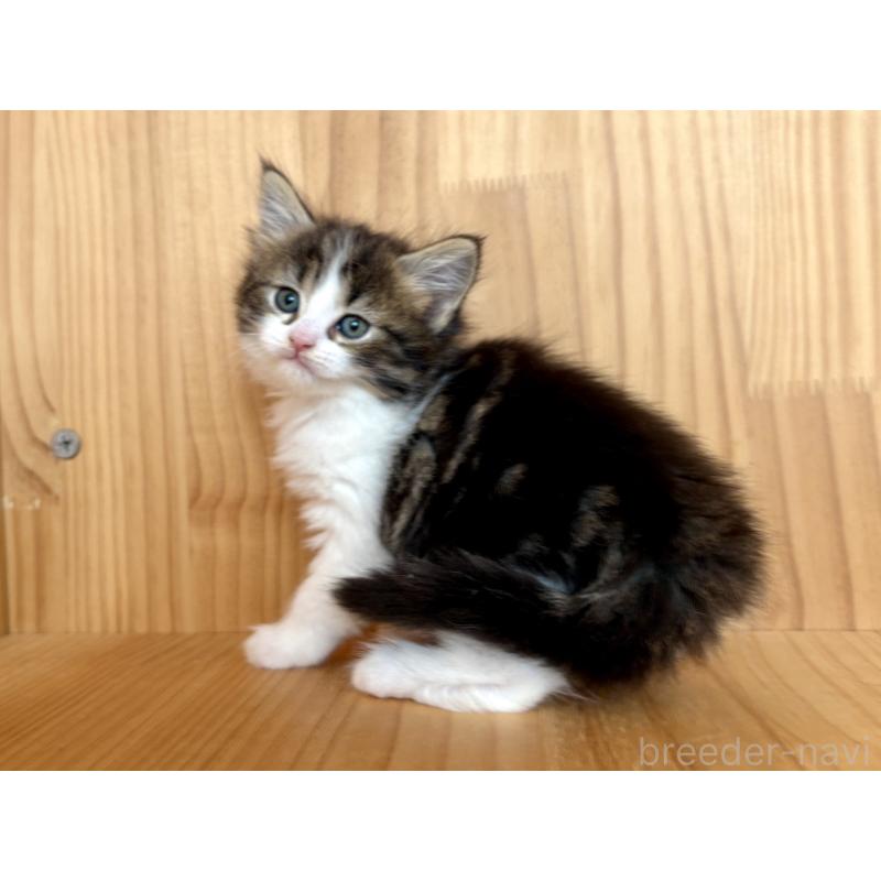 販売中の東京都のメインクーン-133409の5枚目