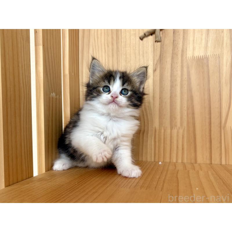 販売中の東京都のメインクーン-133409の4枚目