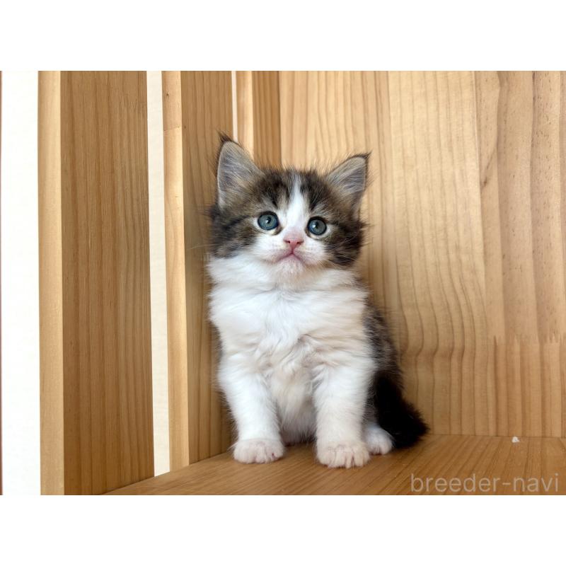 販売中の東京都のメインクーン-133409の3枚目