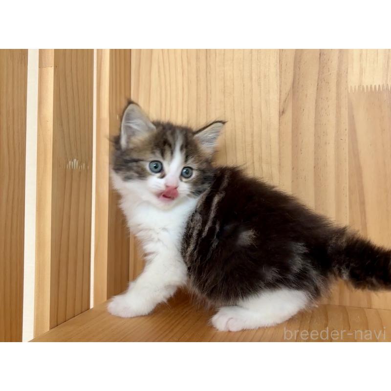 販売中の東京都のメインクーン-133409の2枚目