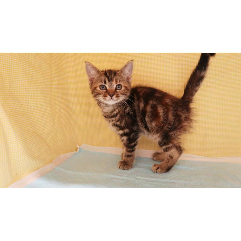 販売中の東京都のアメリカンショートヘア-133407の4枚目