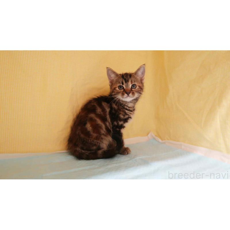 販売中の東京都のアメリカンショートヘア-133407の3枚目