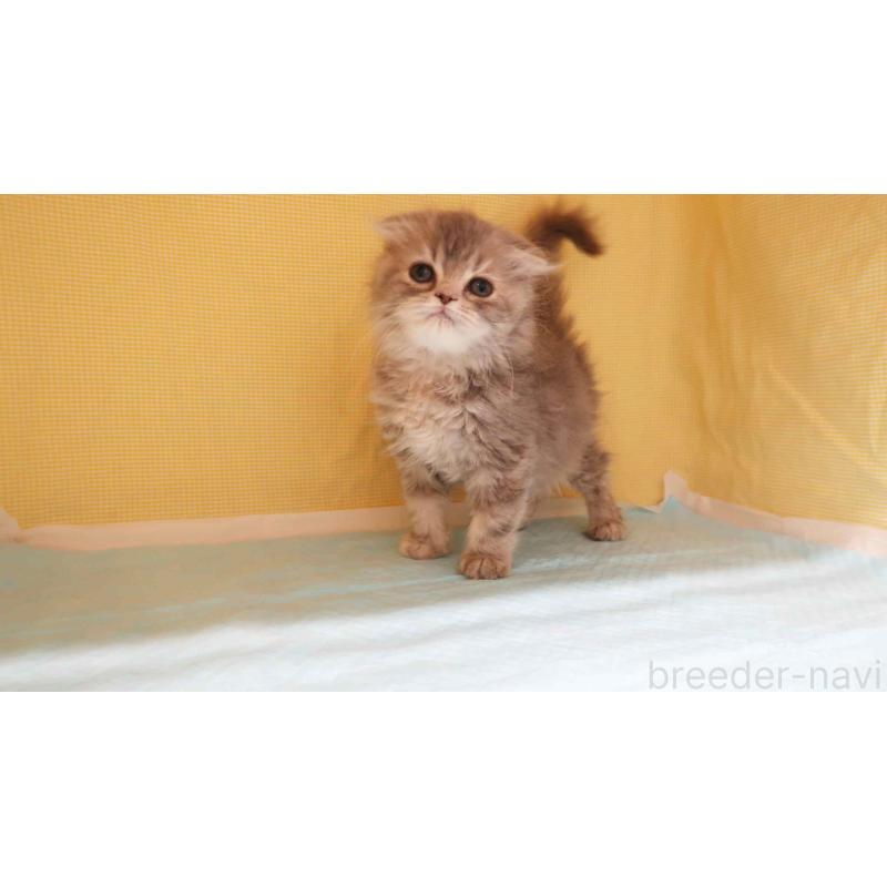 販売中の東京都のスコティッシュフォールド(折れ耳)-133408の4枚目